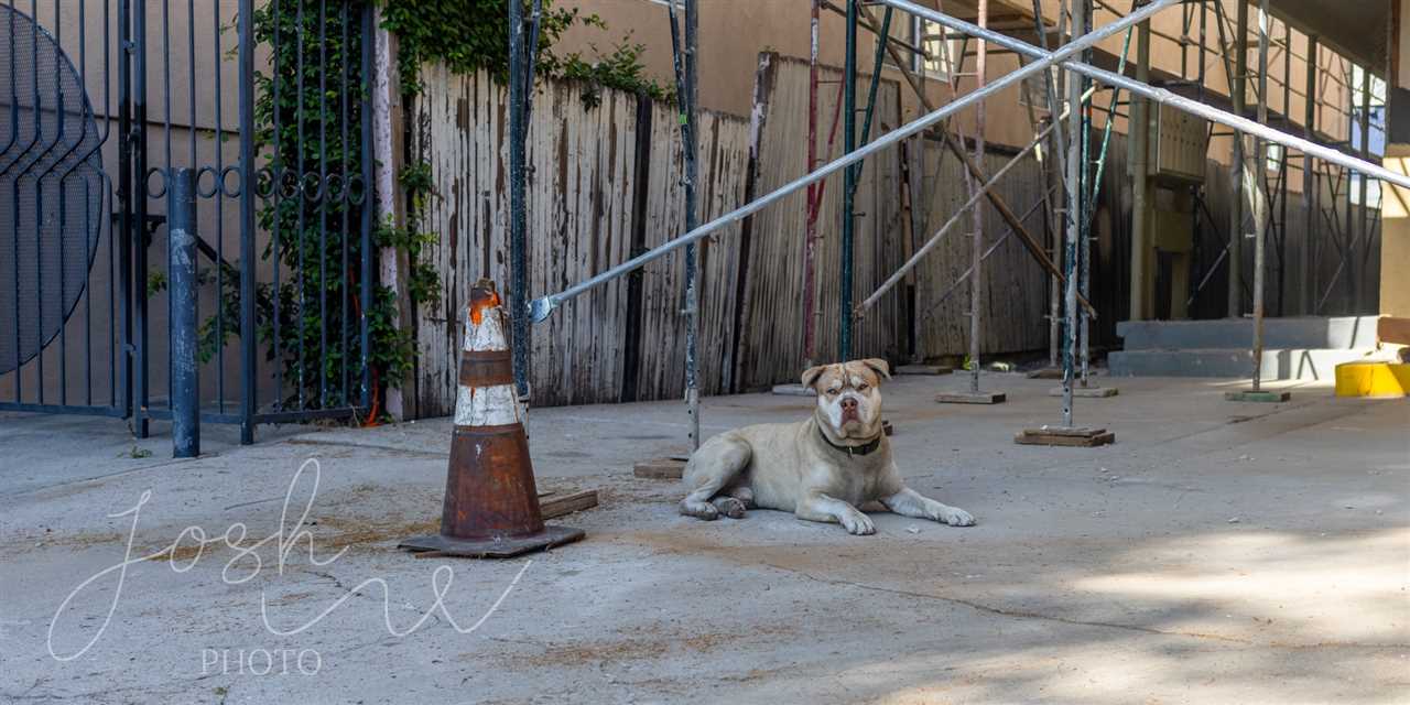 Construction Canine