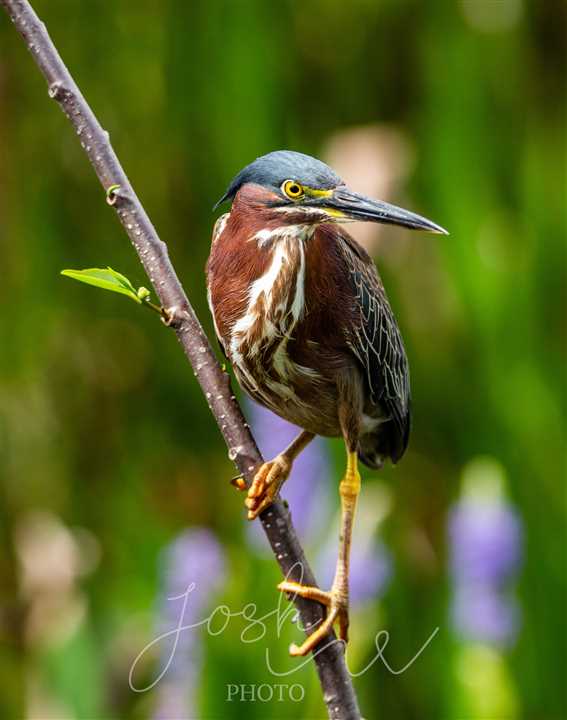 Green Heron