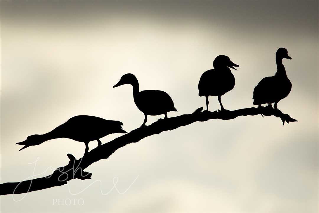 Ducktree